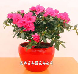 成都辦公室花卉綠植租借指南 價格、方案與配送全解析
