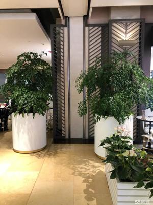 辦公室酒店綠植租擺 租一隅綠意，聘自然入室